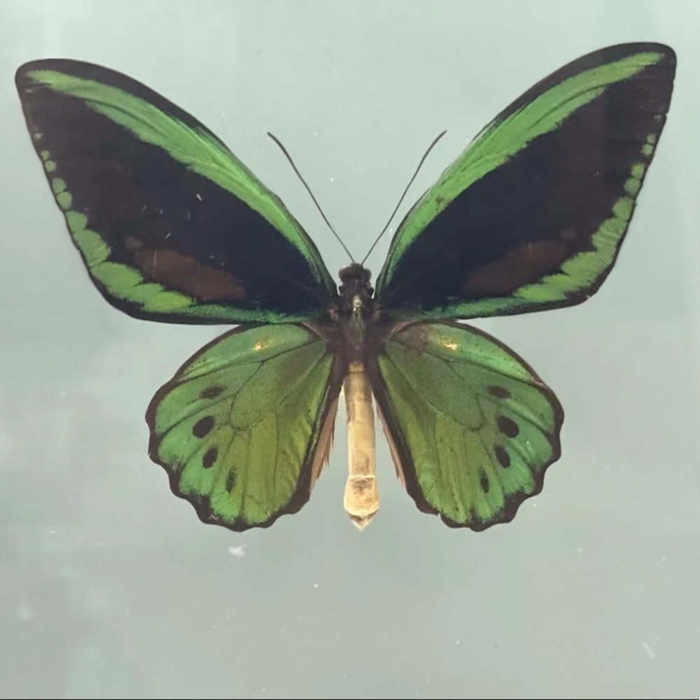 Meet your Posher, Tina